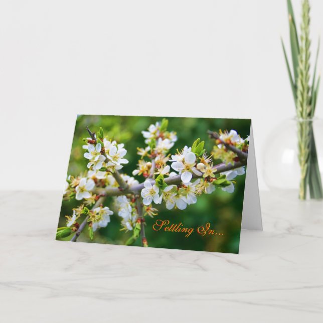 Nytt hem - Sol-Dappled Vår Hawthorn Meddelande (Framsida)