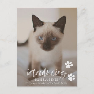 Nytt kattens eller kattens annons-kort vykort
