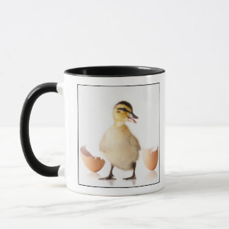 Nytt kläckt chick bredvid den brutna äggsnäckan mugg