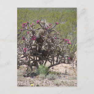 Nytt - mexico Cholla i blom Vykort