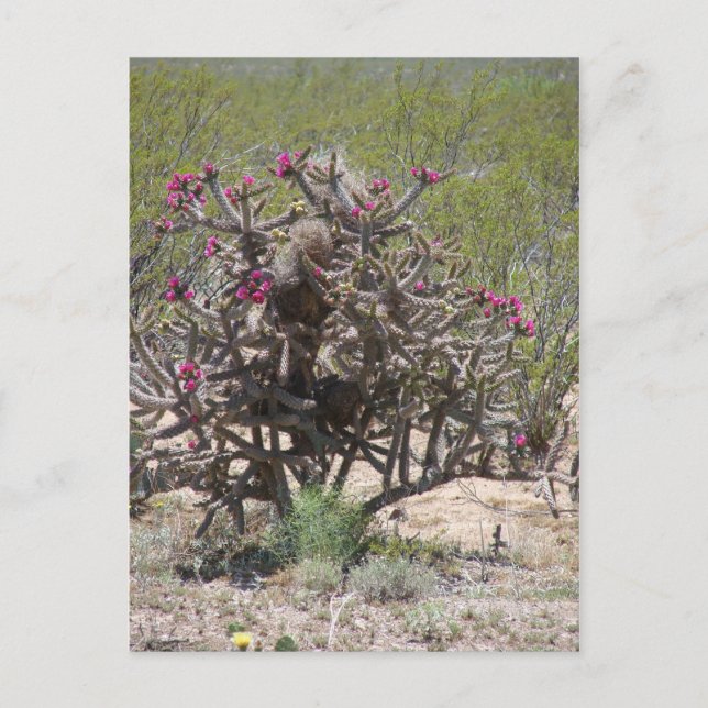 Nytt - mexico Cholla i blom Vykort (Framsida)