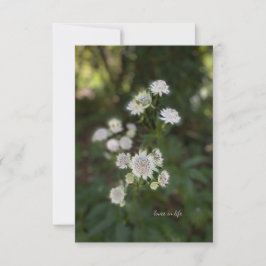 Nyvit sommarblomma anteckningskort