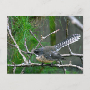 NZ Bird - Fantail Vykort
