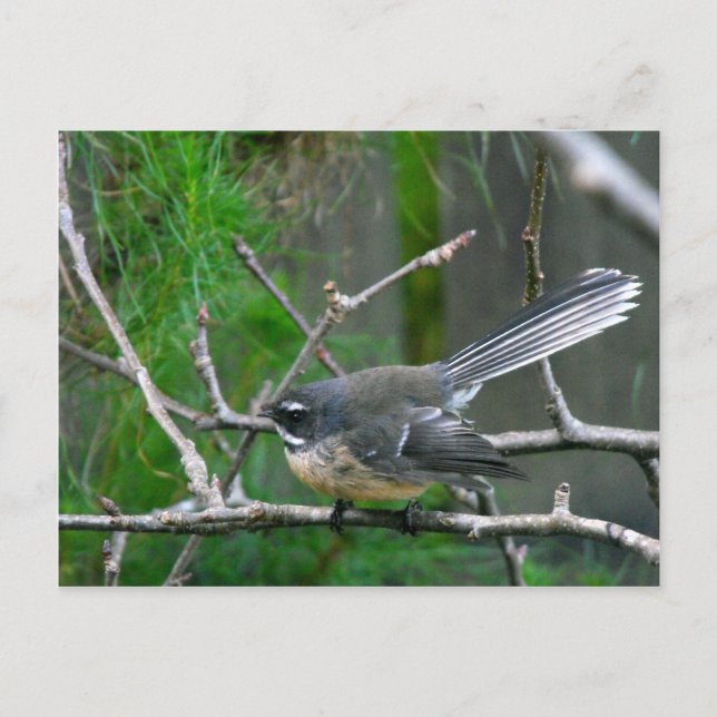 NZ Bird - Fantail Vykort (Framsida)