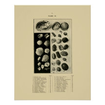 NZ-Snäckor - Paua osv.