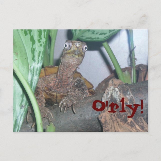 o' rly O'rly! Vykort (Framsida)