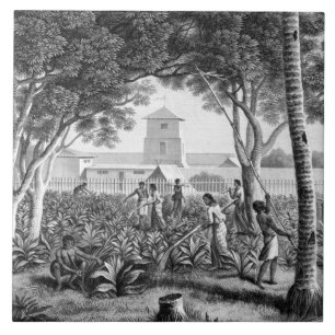 Ö av Guam: Infödingar på arbete i trädgården  Kakelplatta