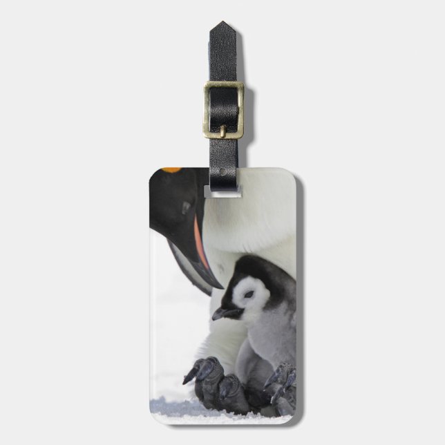 Ö för backe för snö för kejsarepingvin | bagagebricka (Vertikal Framsida)
