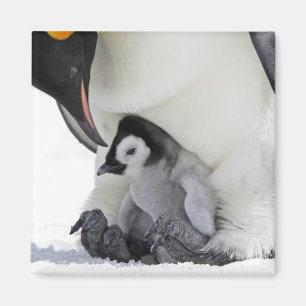 Ö för backe för snö för kejsarepingvin magnet