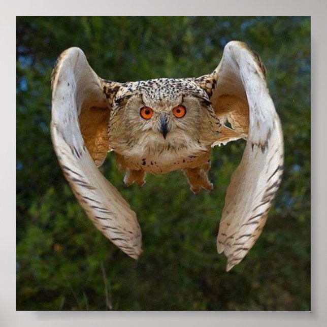 O Voo do Mocho Poster (Framsidan)