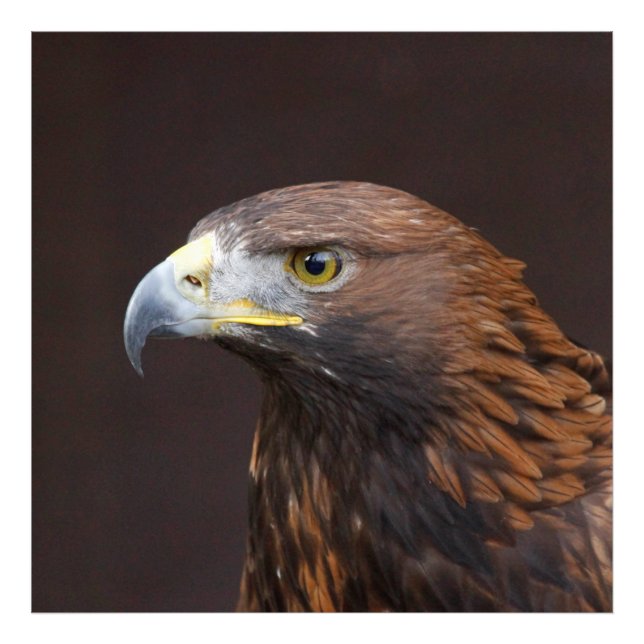 Öagle002 Fototryck (Framsidan)