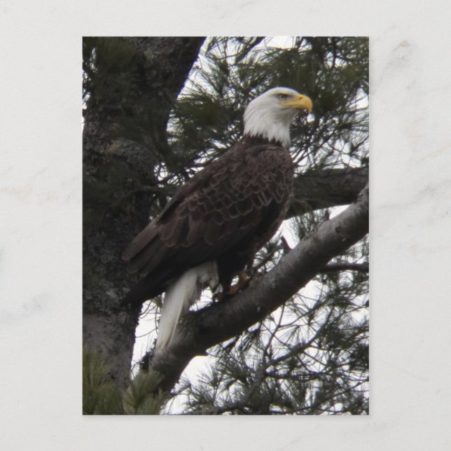 Öagle 10 vykort (Framsida)