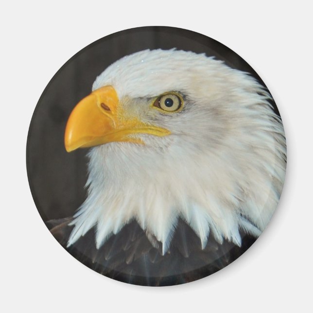 Öagle Head Magnet (Framsidan)