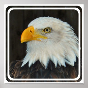 Öagle Head Poster