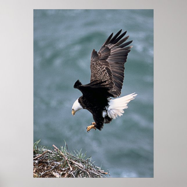 Öagle Poster (Framsidan)