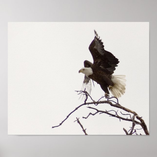 Öagle under flygning poster (Framsidan)