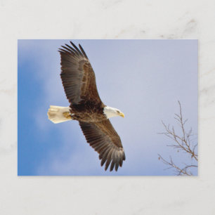 Öagle under flygning vykort