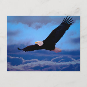 Öagle under flygning vykort