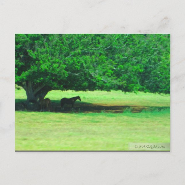 OAHU,HAWAII #19 POSTCARD VYKORT (Framsida)