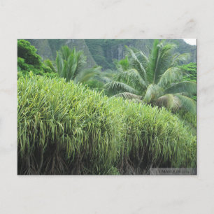 OAHU,HAWAII #2 POSTCARD VYKORT