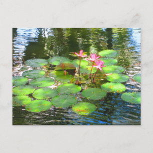 OAHU,HAWAII#8 POSTCARD VYKORT