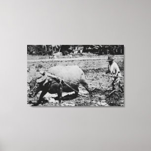Oahu, Hawaii - A Vatten Buffalo & Farmer Tilling Canvastryck