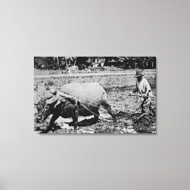 Oahu, Hawaii - A Vatten Buffalo & Farmer Tilling Canvastryck (Framsida)