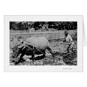 Oahu, Hawaii - A Vatten Buffalo & Farmer Tilling Hälsningskort