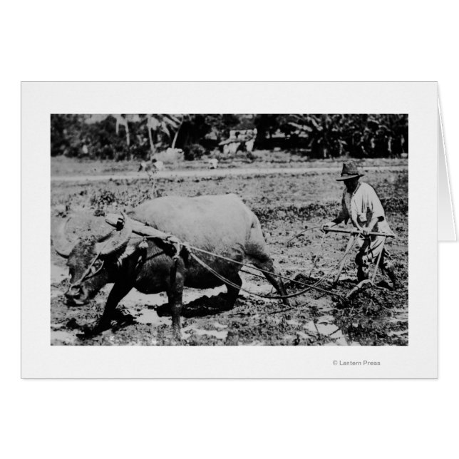 Oahu, Hawaii - A Vatten Buffalo & Farmer Tilling Hälsningskort (Framsidan Horizontal)