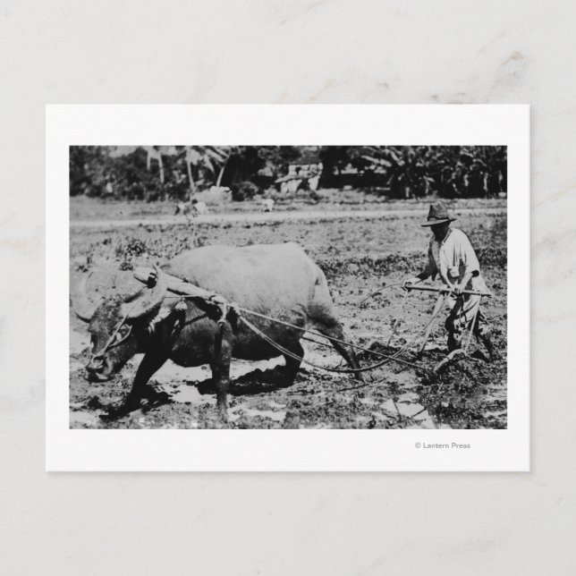 Oahu, Hawaii - A Vatten Buffalo & Farmer Tilling Vykort (Framsida)