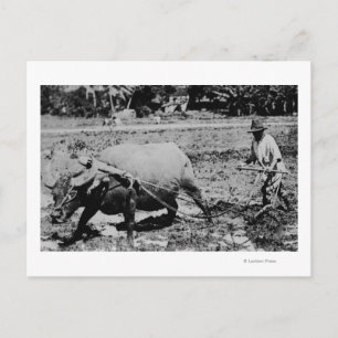 Oahu, Hawaii - A Vatten Buffalo & Farmer Tilling Vykort