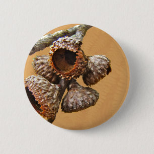 Oak Acorn Caps Knapp