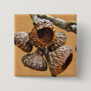Oak Acorn Caps Knapp