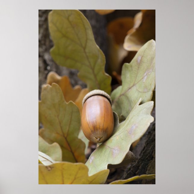 Oak acorn poster (Framsidan)
