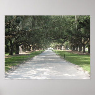 Oak Alley på Boone Hall, Charleston SC Poster