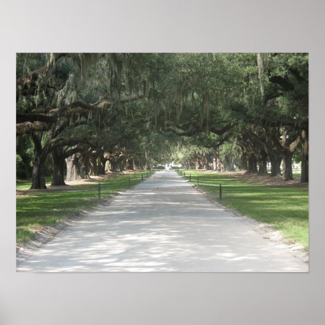 Oak Alley på Boone Hall, Charleston SC Poster (Framsidan)