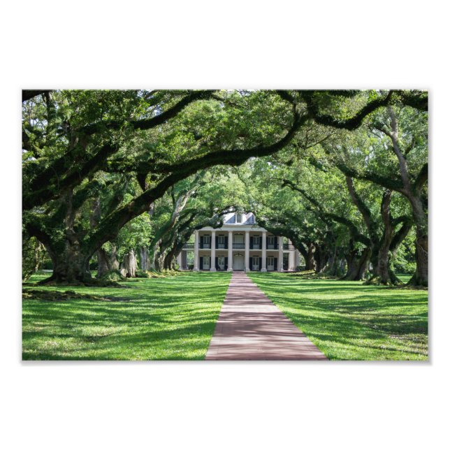 Oak Alley Plantation Fototryck (Framsidan)