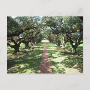 Oak Alley Plantation pathway Vykort