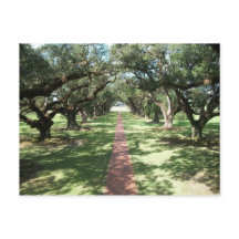 Oak Alley Plantation pathway