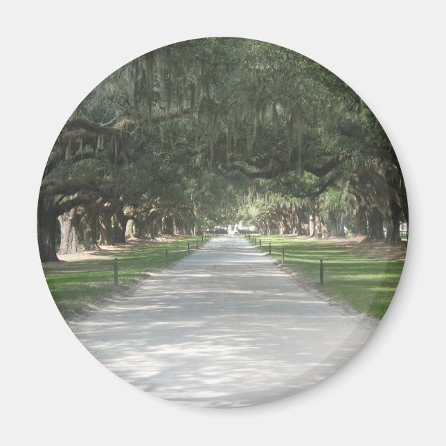 Oak Alley vid Boone Hall, Charleston SC Magnet (Framsidan)
