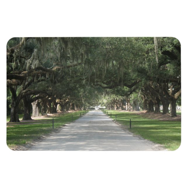 Oak Alley vid Boone Hall, Charleston SC Magnet (Horisontell)