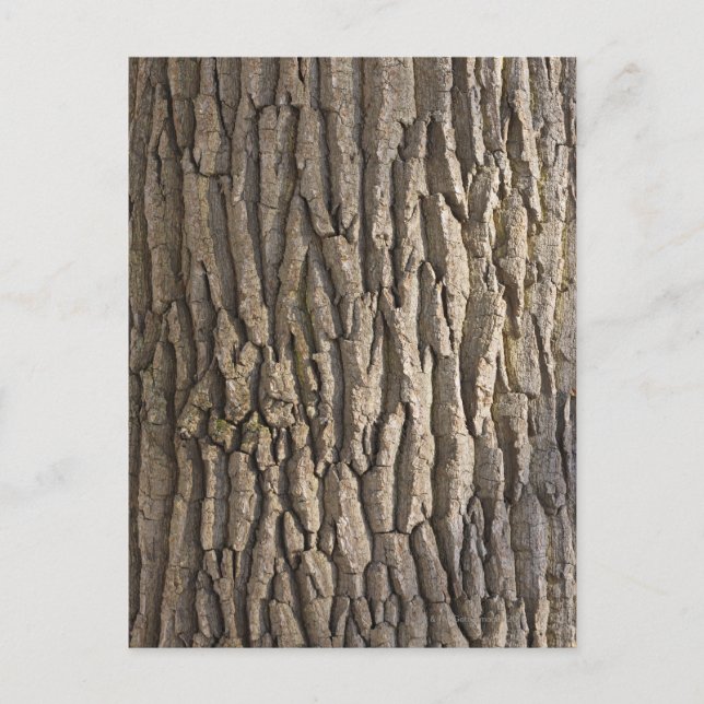 Oak Bark, Aschaffenburg, Franconia, Bayern Vykort (Framsida)