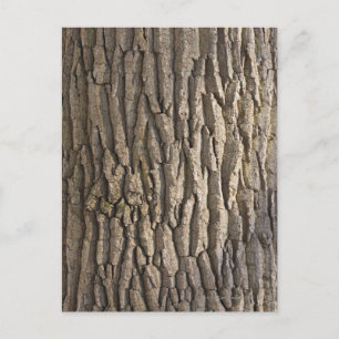 Oak Bark, Aschaffenburg, Franconia, Bayern Vykort