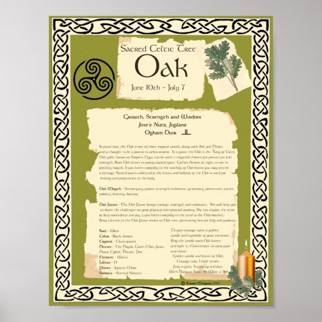 OAK CELTIC HELIG TRÄD POSTER (Framsidan)