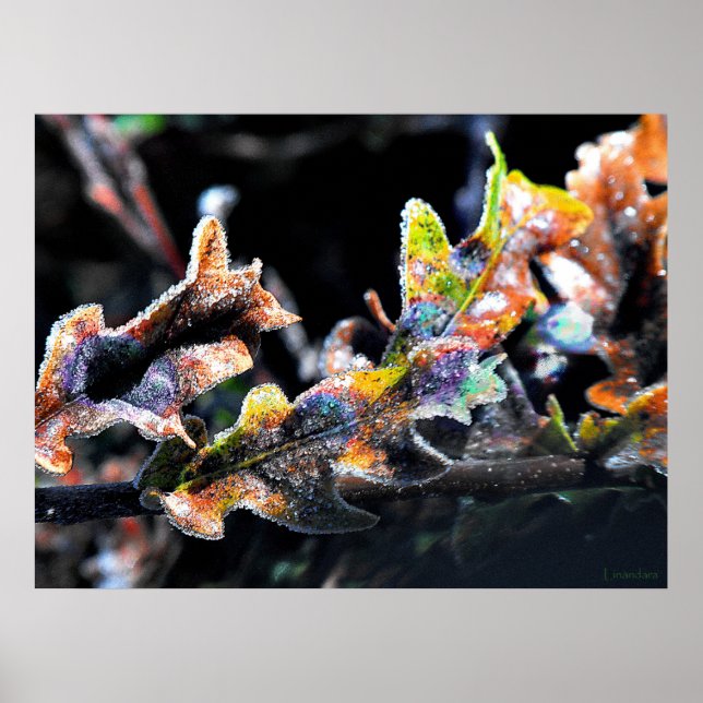 Oak Fairy Frosting Poster (Framsidan)