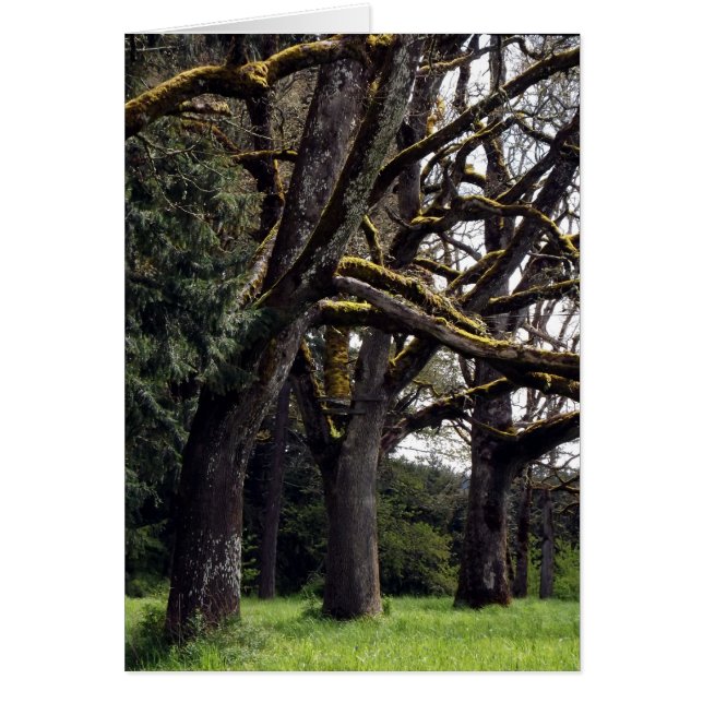 Oak Grove OBS Kort (Framsidan)