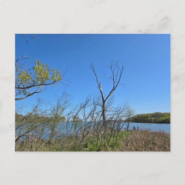 Oak Harbour, Ohio Vykort (Framsida)