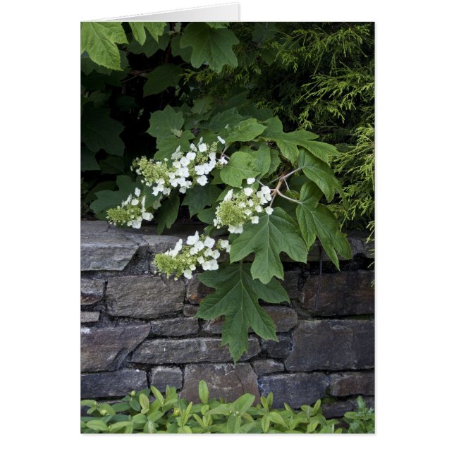 Oak Löv Hydrangea och stenmur Hälsningskort (Framsidan)