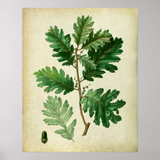 Oak Löv no.3 Farmhouse Wall Art Poster