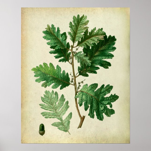 Oak Löv no.3 Farmhouse Wall Art Poster (Framsidan)